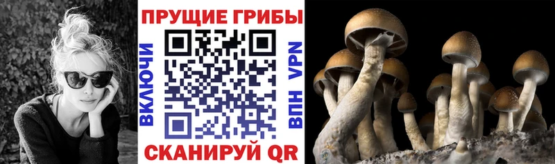 Купить  Камень-на-Оби  Псилоцибиновые грибы прущие грибы 